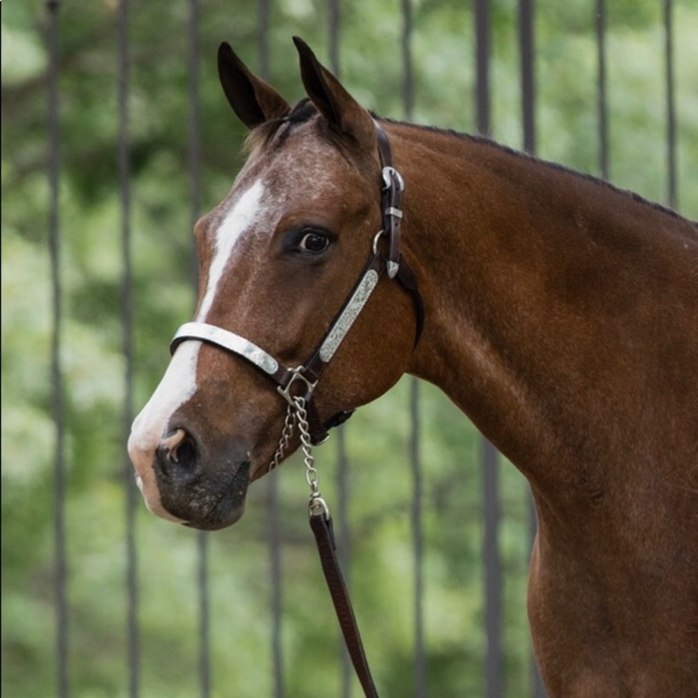 🐴Circle Y Horse Show Halter